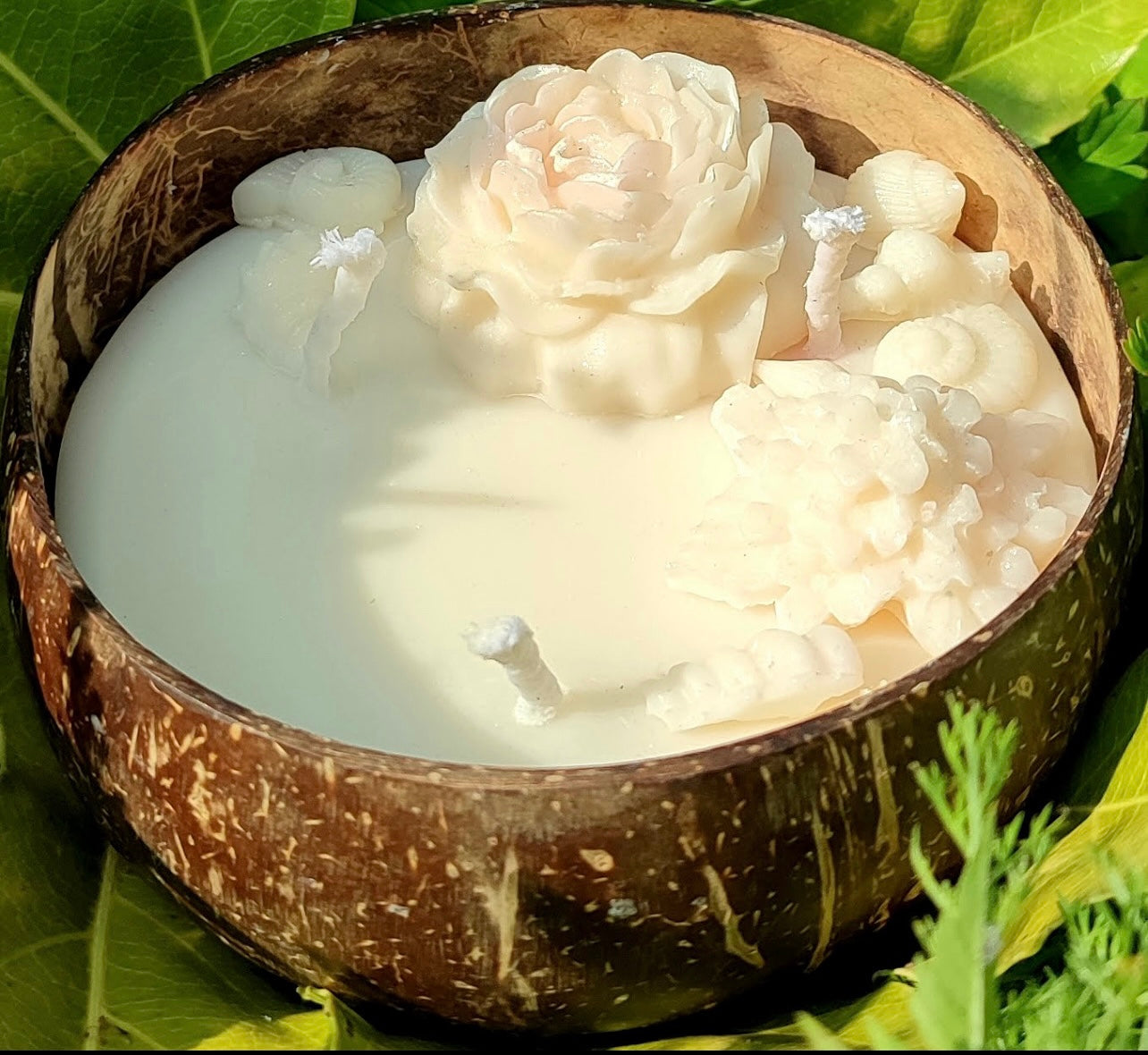 Coques de Noix de Coco