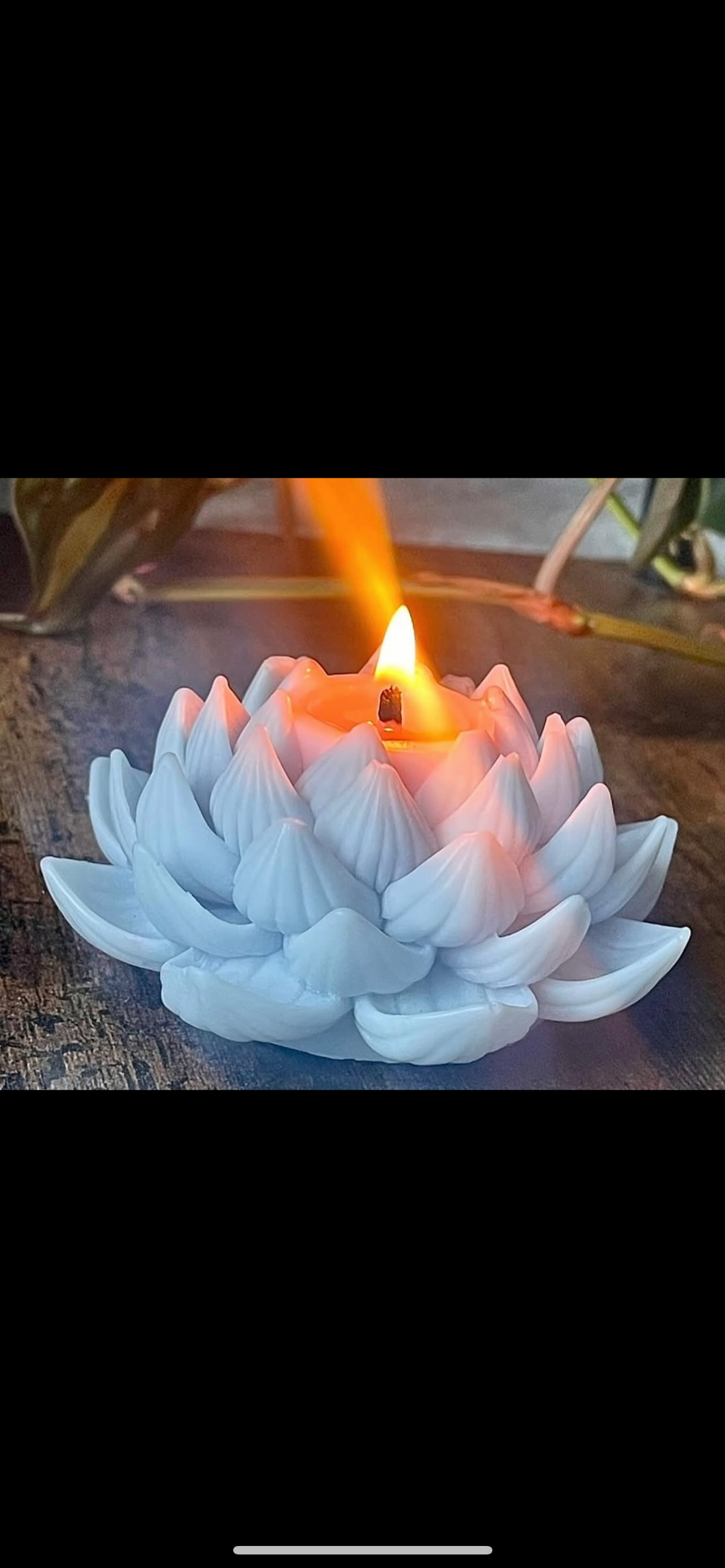 Duo Lotus Éternels - Pureté • Lumière