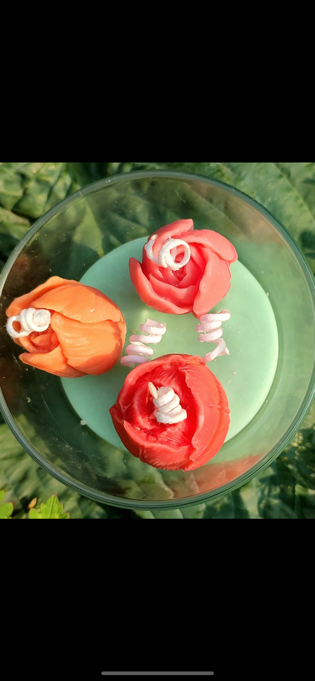Tulipe d’Aurore — Fleur d’oranger